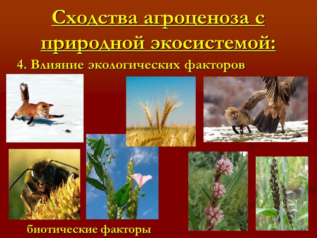 Природные экосистемы 11 класс. Агроценоз. Биотические факторы. Природный агроценоз. Природные экосистемы.
