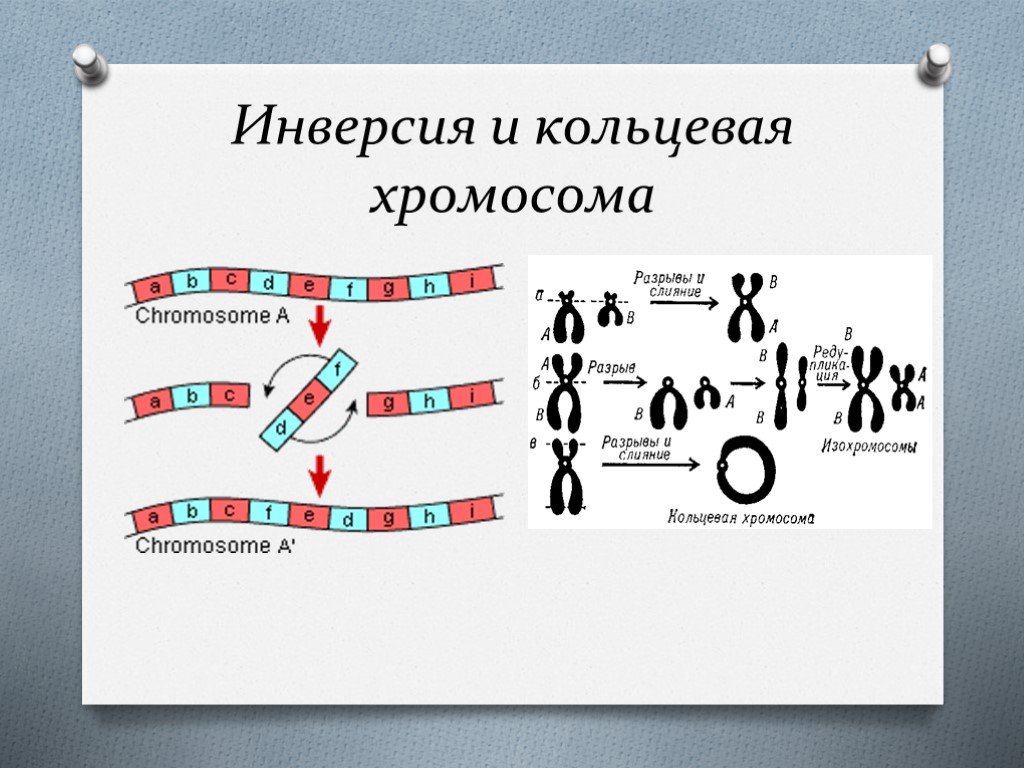 Кольцевая хромосома 2. Хромосомная инверсия. Инверсия хромосом. Кольцевая хромосома. Перицентрическая инверсия хромосомы.
