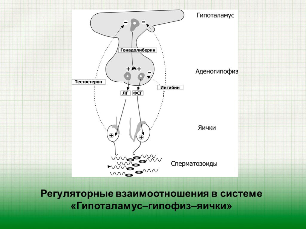 Тест репродуктивная система 8 класс. Гипоталамо-гипофизарно-гонадная ось. Гипоталамо-гипофизарные яичек. Гипоталамус гипофиз яички. Гипоталамо-гипофизарно-тестикулярная ось.