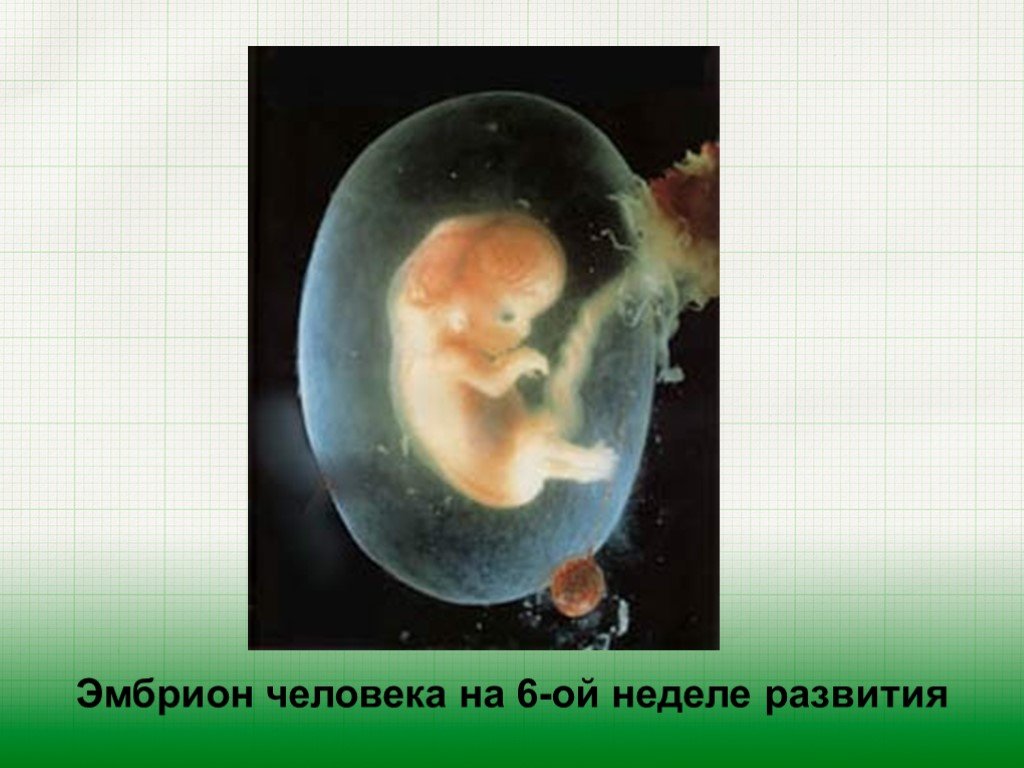 6 эмбриональная неделя. Эмбрион человека 6 недель.