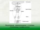 Регуляторные взаимоотношения в системе «Гипоталамус–гипофиз–яички»