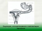 Овуляция, оплодотворение и имплантация зародыша