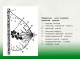 Упрощенная схема строения молочной железы. 1 — грудная мышца, 2 — альвеолы молочной железы, 3 — млечный проток, 4 — млечные синусы, 5 — отверстия протоков на соске, 6 — пигментированный участок (околососковый кружок), 7 — поддерживающая строма, 8 — жировая ткань.