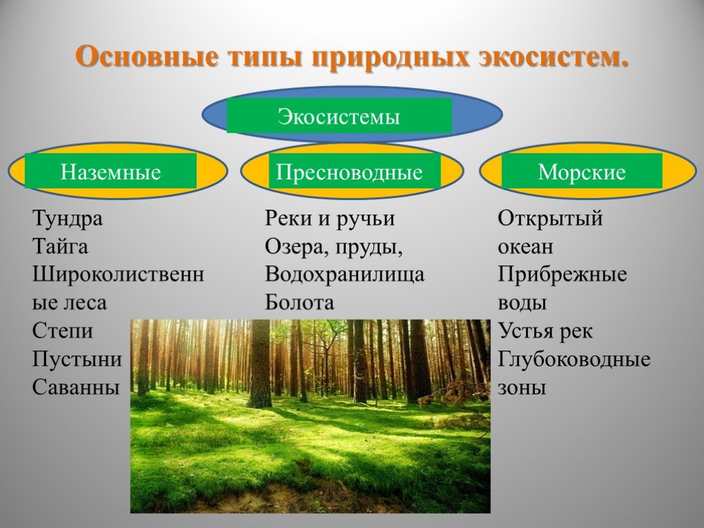 Тест по биологии природные сообщества 7 класс. Природные экосистемы. Типы природных экосистем. Наземные экосистемы. Основные типы природных экосистем.