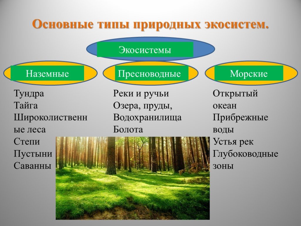 Природа и естественная жизнь. Природные экосистемы. Типы природных экосистем. Наземные экосистемы. Основные типы природных экосистем.