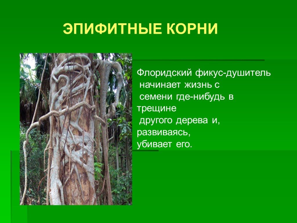 Root message. Эпифитные корни. Интересные факты о корнях растений. Интересные факты о корнях. Корни эпифитных растений.