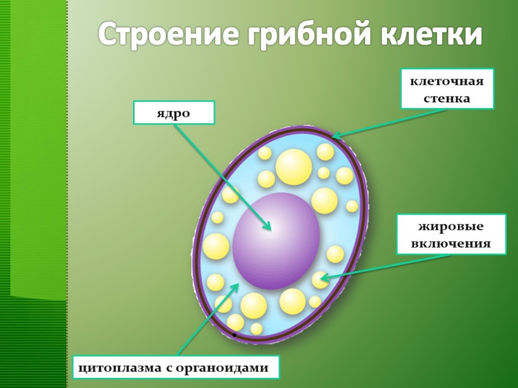 В клетках грибов есть ядро. Царство грибы строение грибной клетки. Строение клетки грибов 5 класс биология. Строение грибной клетки 5 класс биология. Строение грибной клетки биология 7 класс биология.