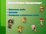 Многообразие Базидиомицет. Шляпочные грибы Трутовики Головневые и ржавчинные грибы