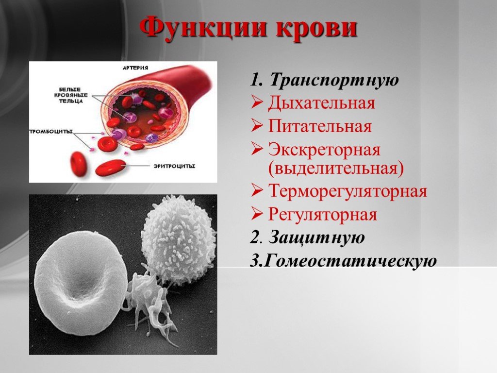 8 функций крови. Выделительная функция крови. Функции крови в организме человека. Состав и функции крови.