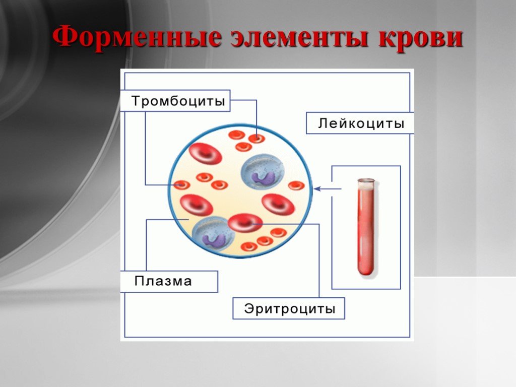Элементы белой крови. Плазма эритроциты лейкоциты тромбоциты. Кровь эритроциты лейкоциты тромбоциты. Плазма крови лейкоциты тромбоциты эритроциты. Элемент крови.