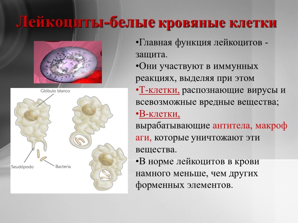 Лейкоциты участвуют в. Лейкоциты. Лейкоциты белые клетки крови. Белые кровяные клетки участвуют в. Что делают белые клетки крови.