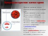 Эритроциты-красные клетки крови. Красные кровяные тельца. Зрелые эритроциты не содержат ядра. Форма двояковогнутых дисков. Циркулируют 120 дней. Разрушаются в печени и селезенке. Содержат белок — гемоглобин. В лёгких гемоглобин связывает кислород, превращаясь в оксигемоглобин. Гемоглобин в форме кар