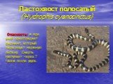 Ластохвост полосатый (Hydrophis cyanocinctus). Опасность: в яде змей преобладает фермент, который парализует нервную систему. Смерть наступает через 7 часов после укуса.
