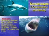 Белая акула (Carcharodon carcharias). Опасность: агрессивны, нападают как на глубине, так и на мелководье; обладают мощными челюстями с острыми зубами. Не разборчивы в еде.