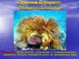 Огненный коралл (Millepora dichotoma). Опасность: после ожогов, получаемых от соприкосновения с кораллом, на коже образуются долго не заживающие язвы.
