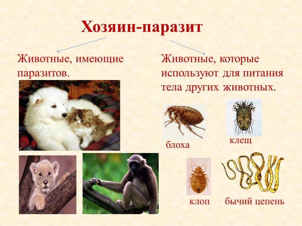 Какие организмы называют хозяевами биология 5. Отношения паразит хозяин примеры. Паразит хозяин примеры в биологии.