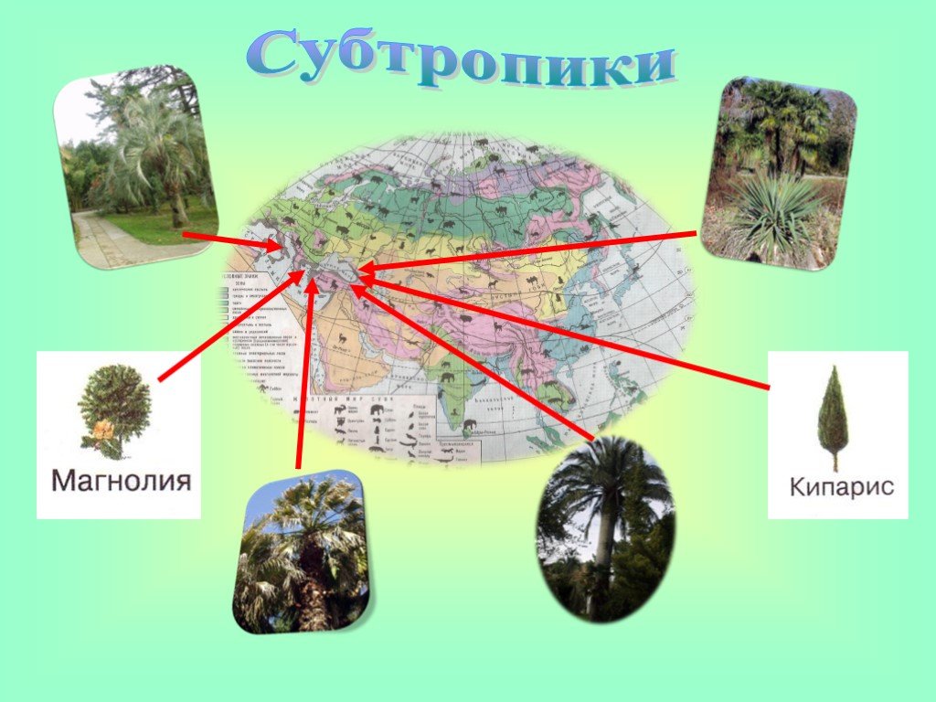 Какие растения есть в евразии. Растительный мир Евразии. Субтропики растения и животные. Растительный мир субтропиков. Растительный мир Евразии презентация.