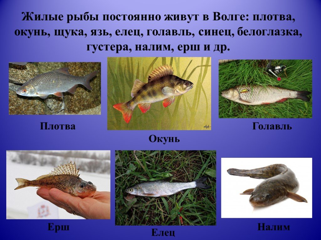 Какие рыбы река волга. Рыбы которые обитают в Волге. Какие животные водятся в Волге. Рыба которая водится в воге. Обитатели реки Волга.