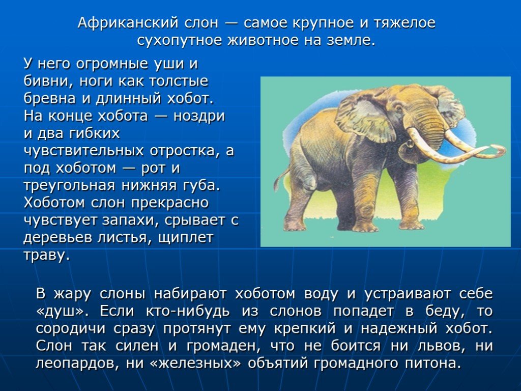 Слон рассказ 1 класс окружающий мир. Описание слона. Информация о слонах. Сообщение о слоне. Доклад о слонах.