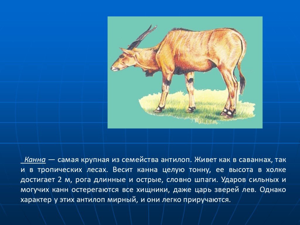 Самая крупная из семейства. Антилопа презентация. Антилопа описание. Антилопа презентация 1 класс. Сообщение о антилопе.