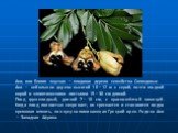 Аки, или Блигия вкусная — плодовое дерево семейства Сапиндовые. Аки — небольшое дерево высотой 10—12 м с серой, почти гладкой корой и эллиптическими листьями 15—30 см длиной. Плод грушевидный, длиной 7—10 см, с красно-жёлтой кожицей. Когда плод полностью созревает, он трескается и становится видна к