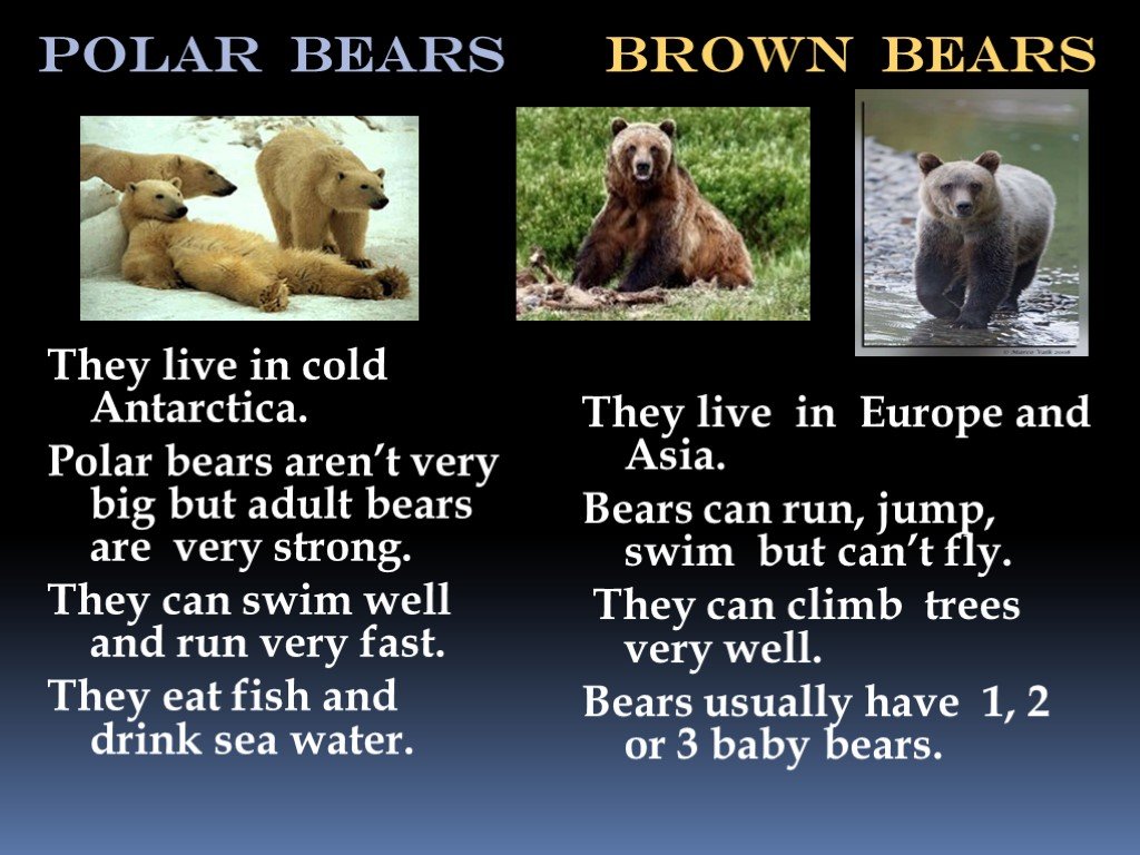 Runs very well. Бурый медведь на английском языке. Проект про бурого медведя на английском языке. Текст про бурого медведя на английском. Описание бурого медведя на английском языке с переводом.