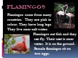 flamingos. Flamingos come from many countries. They are pink in colour. They have long legs. They live near salt water. Flamingos eat fish and they can fly. Their nest is near water. It is on the ground. Female flamingos sit on two eggs.