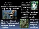 Panda Bears Panda bears live in China. They are big : 130 kilos. They are white and black. Panda can climb the trees. They eat bamboo. Koala bears Koala bears live in the trees. They are from Australia. Koala is small: 50 cm tall. They climb trees well. They eat eucaliptus