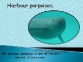 Harbour porpoises. The harbour porpoise is one of the six species of porpoises.