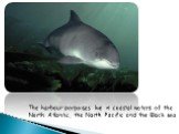 The harbour porpoises live in coastal waters of the North Atlantic, the North Pacific and the Black sea