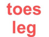 toes leg