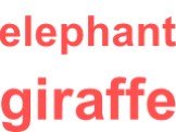 elephant giraffe