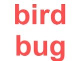 bird bug