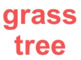 grass tree