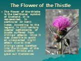 The Flower of the Thistle. The flower of the thistle is the traditional symbol of Scotland. It is represented, in particular on bank notes. According to the legend, in XIII century coastal settlements of Scotts suffered from Vikings’ attacks. Once it was possible to avoid an unexpected night attack 