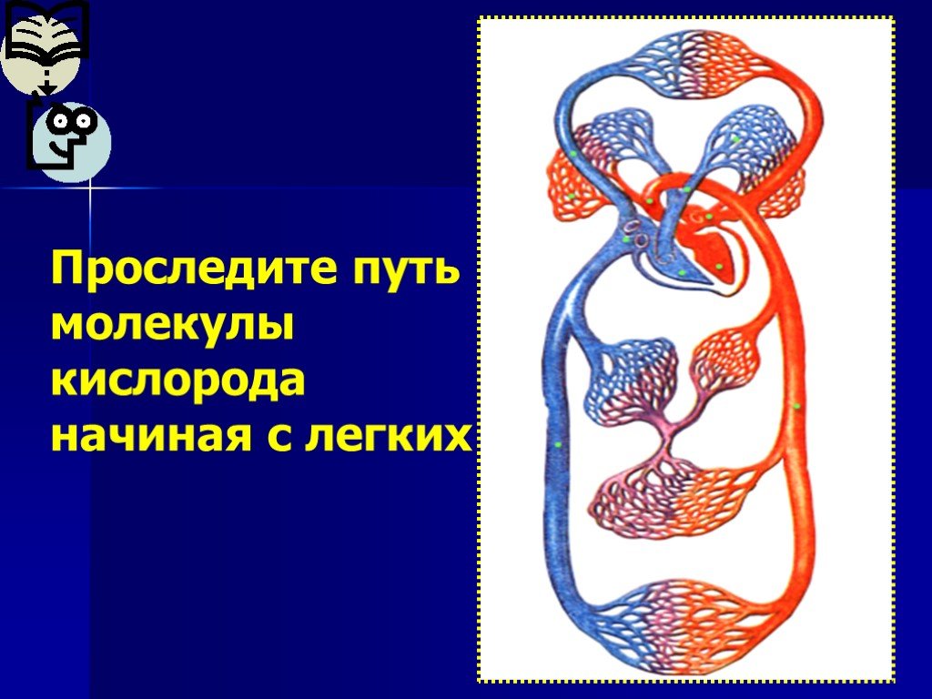 Путь кислорода. Путь молекулы кислорода. Путь кислорода к легким. Путь кислорода из легких. Путь кислорода по организму.