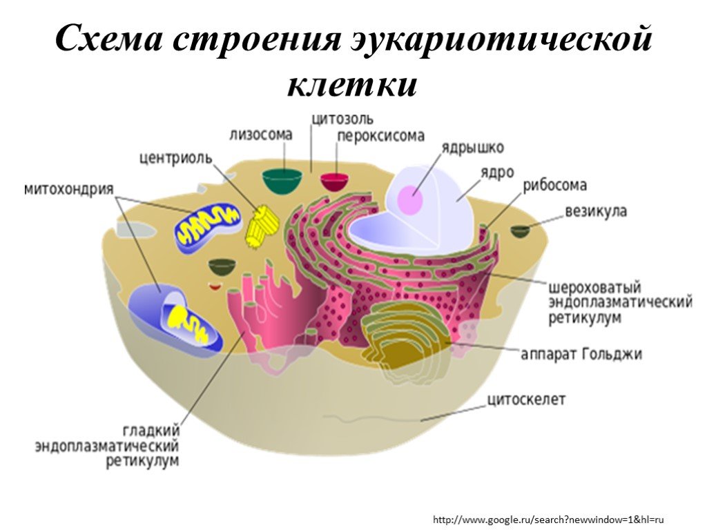 Строение каких организмов эукариотической клетки доказывает. Схема эукариотической клетки животного. Схема строения эукариотной клетки. Строение животной клетки эукариот. Строение эукариотической клетки рисунок.