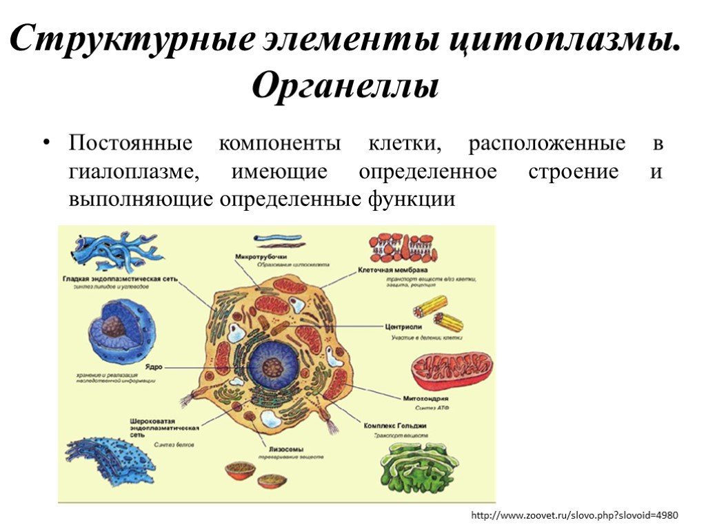 Внутренняя среда клеток органоид. Структурная организация цитоплазмы. Основные компоненты цитоплазмы - органеллы, включения, гиалоплазма. Структурные компоненты цитоплазмы клетки. Клеточные органоиды структурная организация.