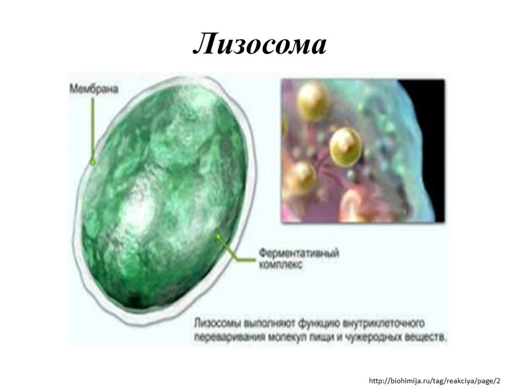 Лизосома информация. Лизосомы эукариотической клетки. Строение структура лизосомы. Лизосомы в микроскопе. Лизосомы под микроскопом.