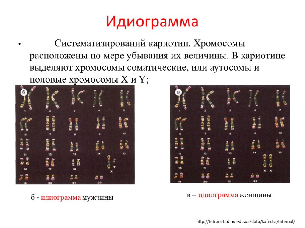 Количество хромосом в кариотипе человека. Кариотип и идиограмма хромосом человека. Принципы расположения хромосом в кариограмме.. Кариотип и идиограмма человека в норме и патологии. Кариотип и идиограмма хромосом человека характеристика.