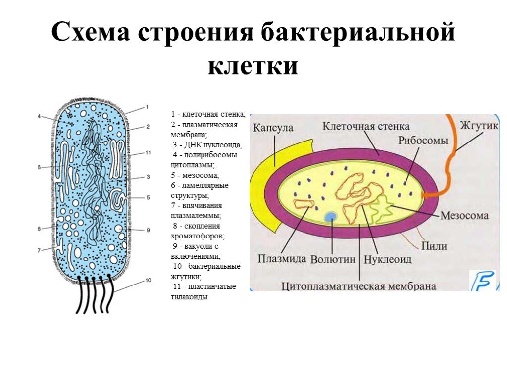 Какое строение у бактерий. Строение бактериальной клетки 7 класс биология. Схема клетки бактерии 5 класс. Схематическое изображение строения бактериальной клетки. Обобщенная схема строения бактериальной клетки.