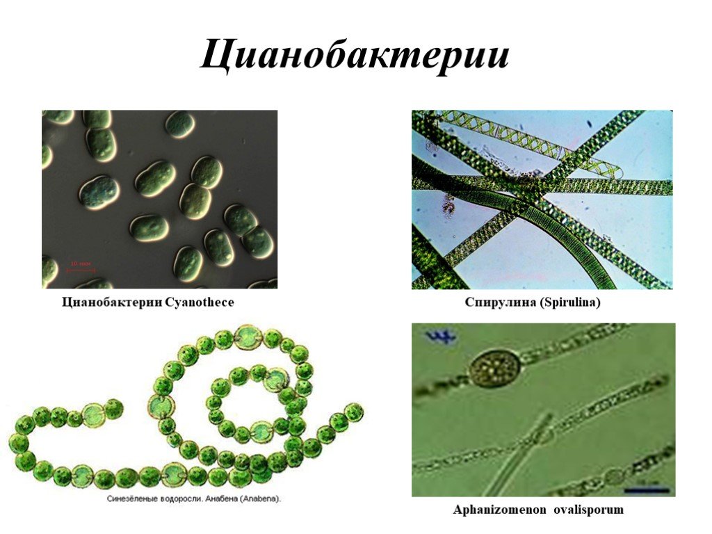 Группы организмов цианобактерии. Синезеленые цианобактерии. Синезелёные водоросли цианобактерии. Цианобактерии сине-зеленые водоросли. Цианобактерии и протисты.
