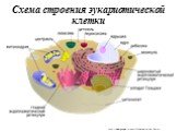 Схема строения эукариотической клетки. http://www.google.ru/search?newwindow=1&hl=ru