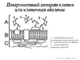 A – надмембранный слой (гликокаликс животной клетки); B – плазматическая мембрана; C – подмембранный (кортикальный) слой. http://vb.userdocs.ru/biolog/179137/index.html