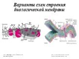 Варианты схем строения биологической мембраны. http://www.google.ru/search?newwindow=1&hl=ru&site=imghp&tbm. http://cache-media.britannica.com/eb-media/74/53074-004-9F65D813.jpg