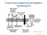 Схема пассивного и активного транспорта. http://biofile.ru/bio/2505.html