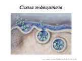 Схема эндоцитоза. http://steelbros.ru/threads/%D0%9A%D0%BB%D0%B5%D1%82%D0%B