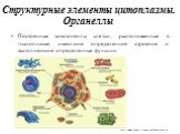 Структурные элементы цитоплазмы. Органеллы. Постоянные компоненты клетки, расположенные в гиалоплазме, имеющие определенное строение и выполняющие определенные функции. http://www.zoovet.ru/slovo.php?slovoid=4980