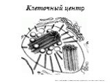 Клеточный центр. http://animals-world.ru/kletochnyj-centr-organoidy-dvizheniya-vklyucheniya/