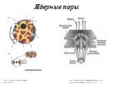 Ядерные поры. http://humbio.ru/humbio/cytology/0015d290.htm. http://vmede.org/sait/?page=4&id=Biologiya_yarigin_t1_2011&menu=Biologiya_yarigin_t1_2011